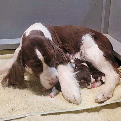 novaandthreebabies