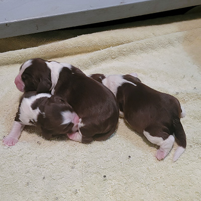 novathreebabies